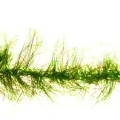 Børsteorm Olive TMC 811S #6